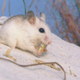 Illustration for article titled The Mice In Florida Prove The Antievolutionists In Florida Wrong